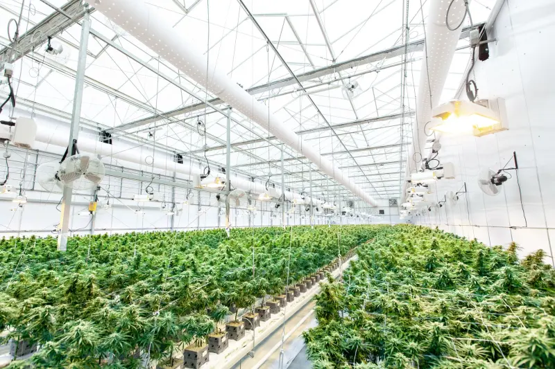 东莞中小企业管理规范化升级：咨询策划落地路径与常见误区解析